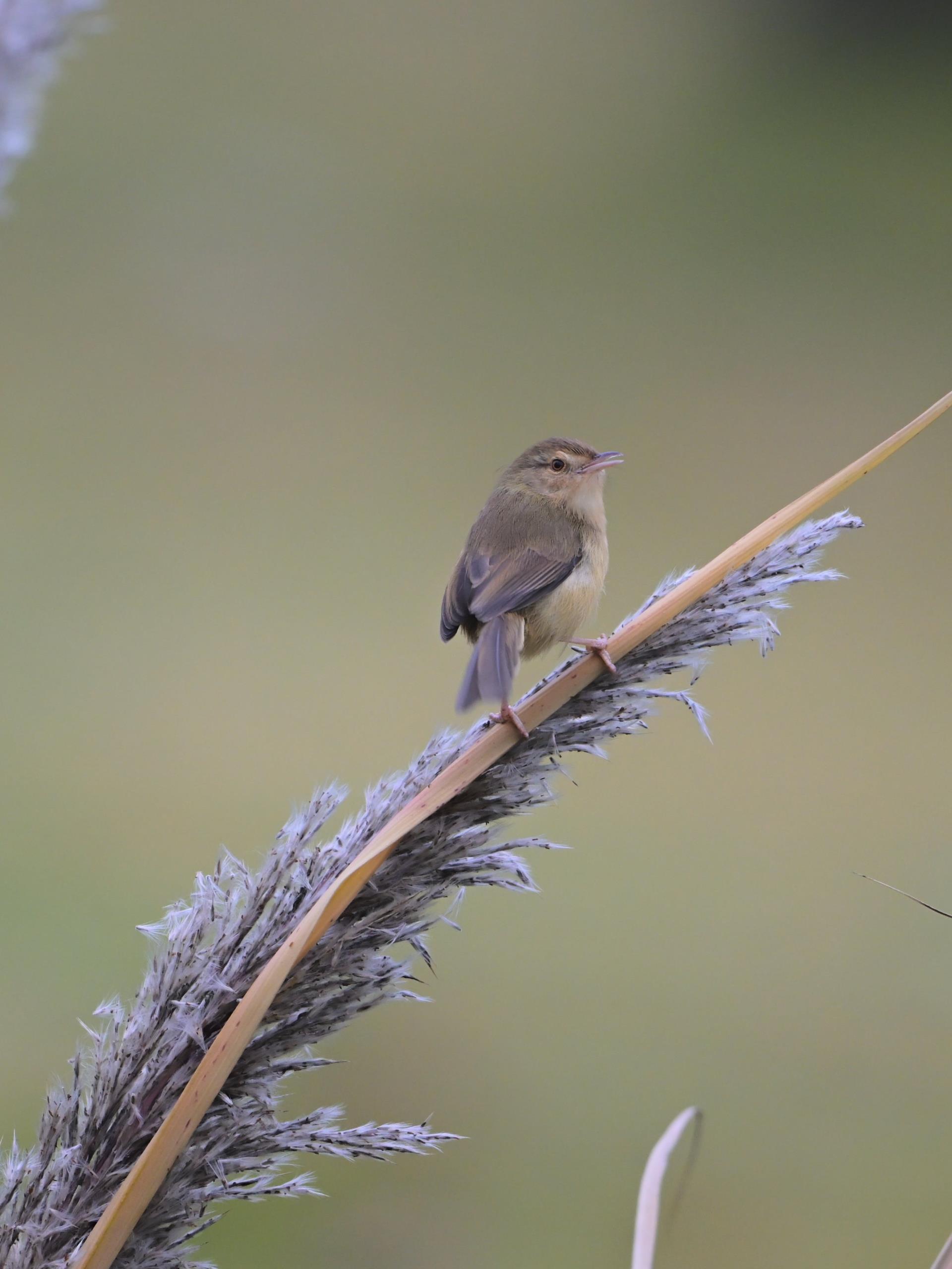 ����18(�й���)�ٷ���վ